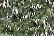 NORTENE - Treillis extensible décoratif Trelliwillow - Marron - 1x2m - vignette