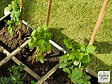 CERLAND - Tuteur tomates bois lot de 6 - Vert - 150cm - vignette