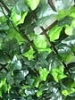 NATURE - Treillis osier feuilles bicolore - 1x2m - vignette