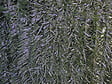 IDEAL GARD - Haie artificielle 90 lignes monocolore 1x3m 35mm - vignette