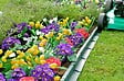TIMBELA - Bordure De Jardin Décorative En Plastique Vert- 10 M De Long X 6 Cm De Haut - vignette