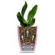 GT GARDEN - Lot de 3 pots pour orchidées avec réserve d'eau - Arte-dea rose transparent 2 litres - vignette