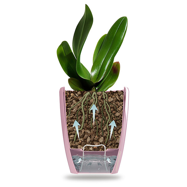 GT GARDEN - Lot de 3 pots pour orchidées avec réserve d'eau - Orchidea pourpre 2 litres - large