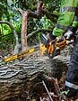 DEWALT - Tronçonneuse 45cm 54V DEWALT DCMCS574N-XJ Brushless FLEXVOLT - vignette