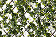 IDEAL GARD - Treillis feuille jasmin osier - Vert - H.1xL.2m - vignette