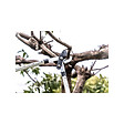 SUAN - Coupe branche lame franche - Manche télescopique - Dimensions : 88,5 x 29,5 x 3 cm - vignette
