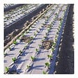 KZ GARDEN - Toile de paillage Agricole 0.6 x 100m Autodégradable 2en1 Engrais et Anti mauvaises herbes 100% Cellulose - vignette