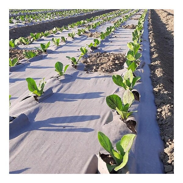 KZ GARDEN - Toile de paillage Agricole 0.6 x 100m Autodégradable 2en1 Engrais et Anti mauvaises herbes 100% Cellulose - large