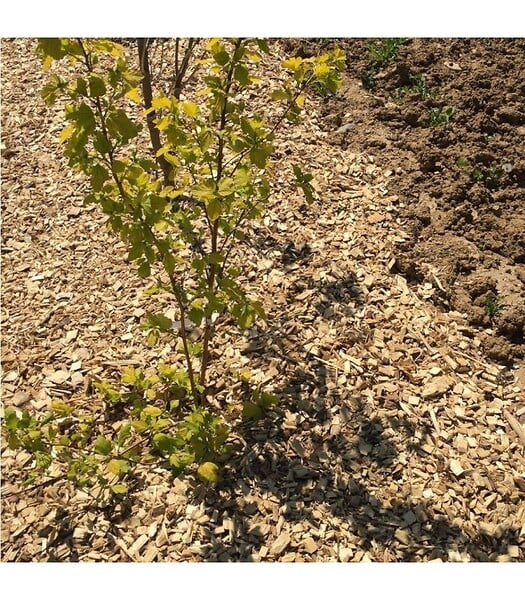 RACINE - Paillage mulch végétal plaquette forestière, x1 sac de 50 L - KOM24 - large