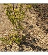 RACINE - Paillage mulch végétal plaquette forestière, x1 sac de 50 L - KOM24 - vignette