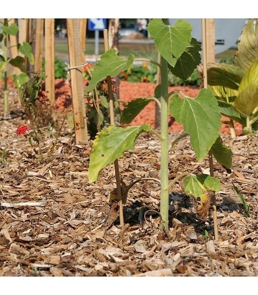 RACINE - Paillage biodégradable plaquettes forestières bois 48 sacs de 50l pour 48m2 - large