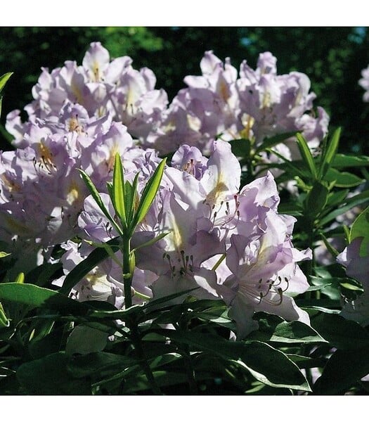 RACINE - Terre de bruyère forestière plantes acidophiles Big bag 1 m3 - large