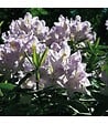 RACINE - Terre de bruyère forestière plantes acidophiles Big bag 1 m3 - vignette