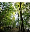 FLORIVERT - Graine de gazon Terra Sous Bois 10 kg pour esthétique et forte densité - Florivert 1201804 - vignette