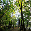 FLORIVERT - Graine de gazon Terra Sous Bois 10 kg pour esthétique et forte densité - Florivert 1201804 - vignette