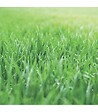 FLORIVERT - Engrais Flori ER 17-5-16   5 MgO (3/4), 25kg, effet starter, fertilisation prolongée - Florivert NEG01811 - vignette