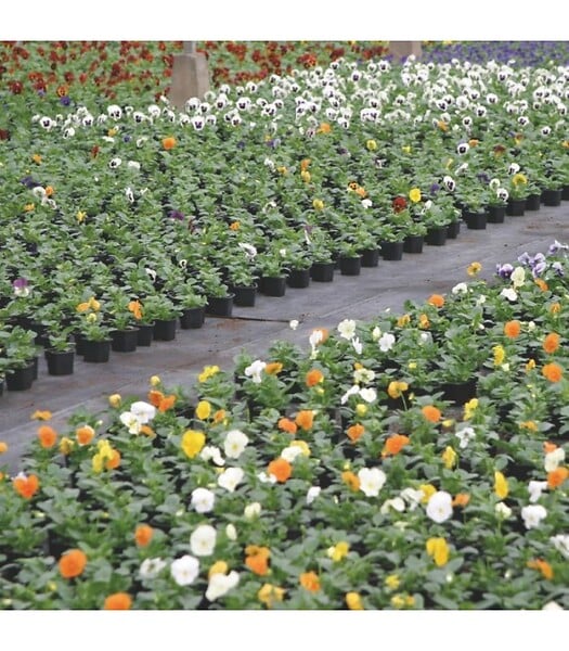 FLORIVERT - Terreau pour plantes vertes et fleurs Flori Horticole 70L, structure fine - Florivert NEG01644 - large