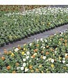 FLORIVERT - Terreau pour plantes vertes et fleurs Flori Horticole 70L, structure fine - Florivert NEG01644 - vignette