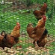 VOUNOT - Grillage a poule avec fils 13mm en PVC gaine vert 1x25M - vignette