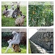 VOUNOT - Grillage a poule avec fils 13mm en PVC gaine vert 1x25M - vignette
