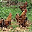 VOUNOT - Grillage a poule avec fils 13mm en acier galvanise 1x50M - vignette