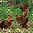 VOUNOT - Grillage a poule avec fils 13mm en PVC gaine vert 1x50M - vignette