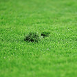 FLORIVERT - Gazon sport jeux Terra Sport 1 kg résistant au piétinement, homogénéité rapide - Florivert 1206453 - vignette