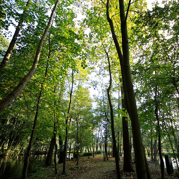 FLORIVERT - Graine de gazon Terra Sous Bois 10 kg pour esthétique et forte densité - Florivert 1201804 - large