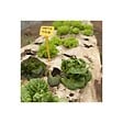 KZ GARDEN - Pack de 2 Toiles de paillage Papier Autodégradable Kraft 0.9 x 20m Paillage pour Jardin Anti mauvaises herbes 100% Cellulose - vignette