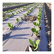KZ GARDEN - Toile de paillage Papier Kraft 0.9 x 20m Autodégradable Paillage pour Jardin Anti mauvaises herbes 100% Cellulose - vignette