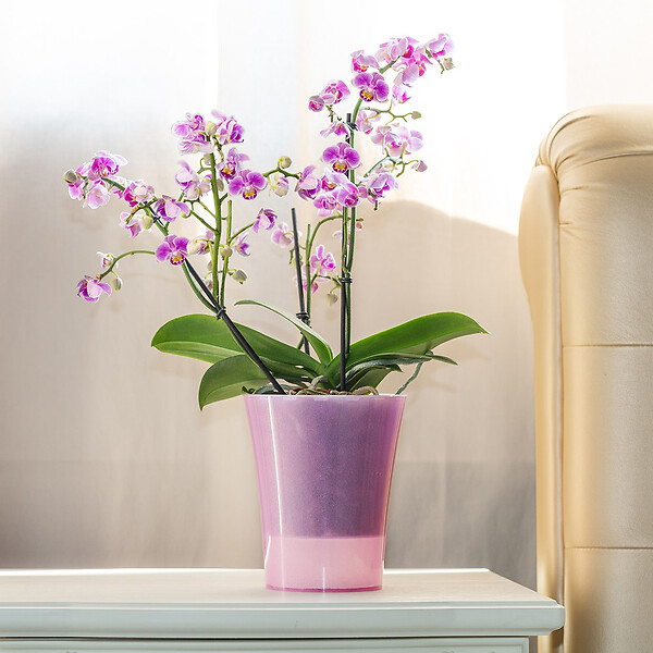 GT GARDEN - Lot de 3 pots pour orchidées avec réserve d'eau - Arte-dea rose transparent 2 litres - large