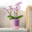 GT GARDEN - Lot de 3 pots pour orchidées avec réserve d'eau - Arte-dea rose transparent 2 litres - vignette