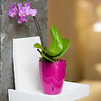 GT GARDEN - Lot de 3 pots pour orchidées avec réserve d'eau - Orchidea pourpre 2 litres - vignette