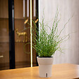 GT GARDEN - Lot de 3 pots pour orchidées avec réserve d'eau - Dali-dea ivoire 2 litres - vignette