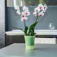 GT GARDEN - Lot de 3 pots pour orchidées avec réserve d'eau - Arte-dea vert clair transparent 2 litres - vignette