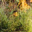 LUMISKY - Balise solaire arrosoir à planter ARROSY H78cm - vignette