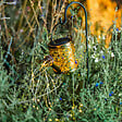 LUMISKY - Balise solaire arrosoir à planter ARROSY H78cm - vignette
