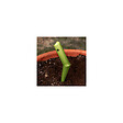 SUAN - Plantoir pour jardinage - En acier - Dimensions : 27 x 3 x 3 cm - vignette