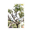 SUAN - Coupe branche lame franche - Manche télescopique - Dimensions : 88,5 x 29,5 x 3 cm - vignette