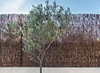 SICATEC - Clôture osier naturel - 2x3 m - vignette
