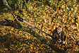 FISKARS - Coupe-branches télescopique - PowerGearx- Portée 6m - vignette