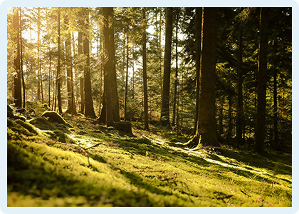 forêts